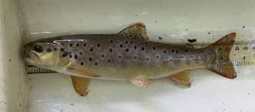 Brown Trout - EA team, Bideford Brook